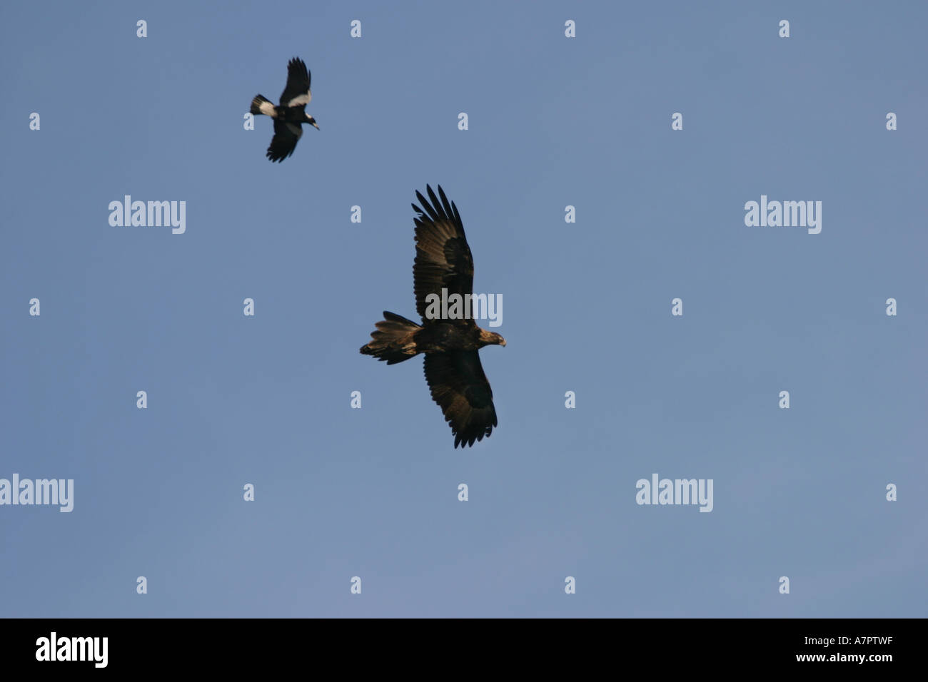 Magpie à dos noir (Gymnorhina tibicen), magpie attaquer eagle, de l'Australie, Victoria Banque D'Images