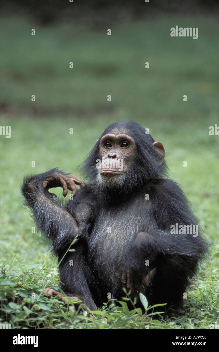 Commun est de chimpanzé (Pan troglodytes schweinfurthii), assis, en Tanzanie, Gombe np Banque D'Images