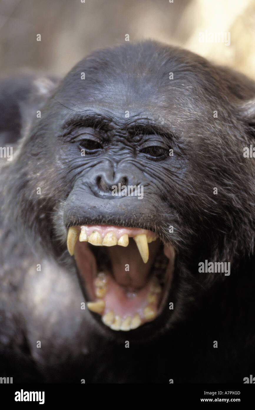 Commun est de chimpanzé (Pan troglodytes schweinfurthii), les pleurs, la Tanzanie, Gombe np Banque D'Images