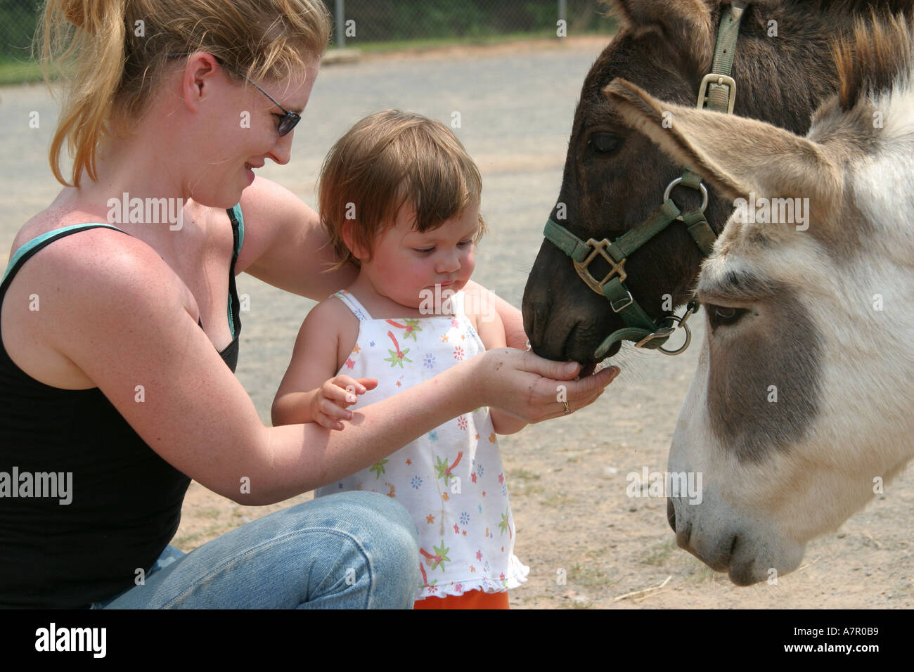 Leesburg Virginia, Loudoun County, Animal Park, parc animalier, VA0811040059 Banque D'Images