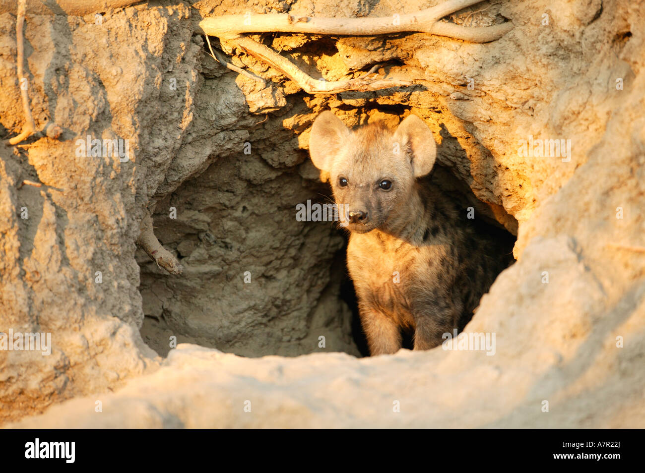 L'hyène tachetée pup sortant de sa tanière dans une fourmilière, Sabi Sand Game Reserve Afrique du Sud Mpumalanga Banque D'Images