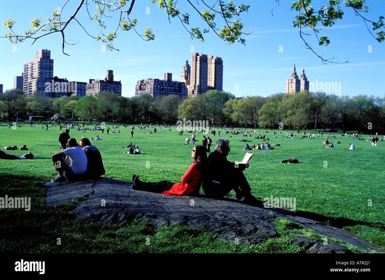 United States, New York, Manhattan, Central Park Lawn Meadow Le Mouton Banque D'Images