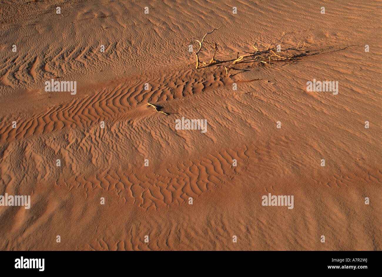 Les textures et les lignes dans le sable du désert du Namib désert du Namib Namibie Sossusvlei Banque D'Images