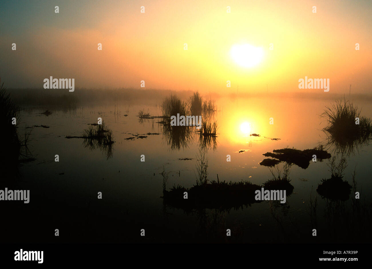 Misty sur le lac des terres humides de l'Afrique du Sud Mpumalanga Banque D'Images