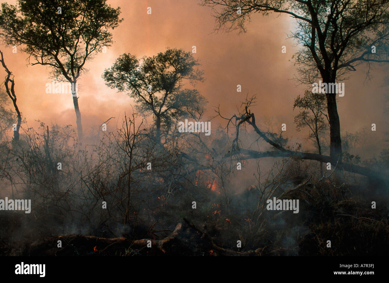 La fumée et malheur après un incendie a brûlé à travers la savane africaine Sabi Sand Game Reserve Afrique du Sud Mpumalanga Banque D'Images