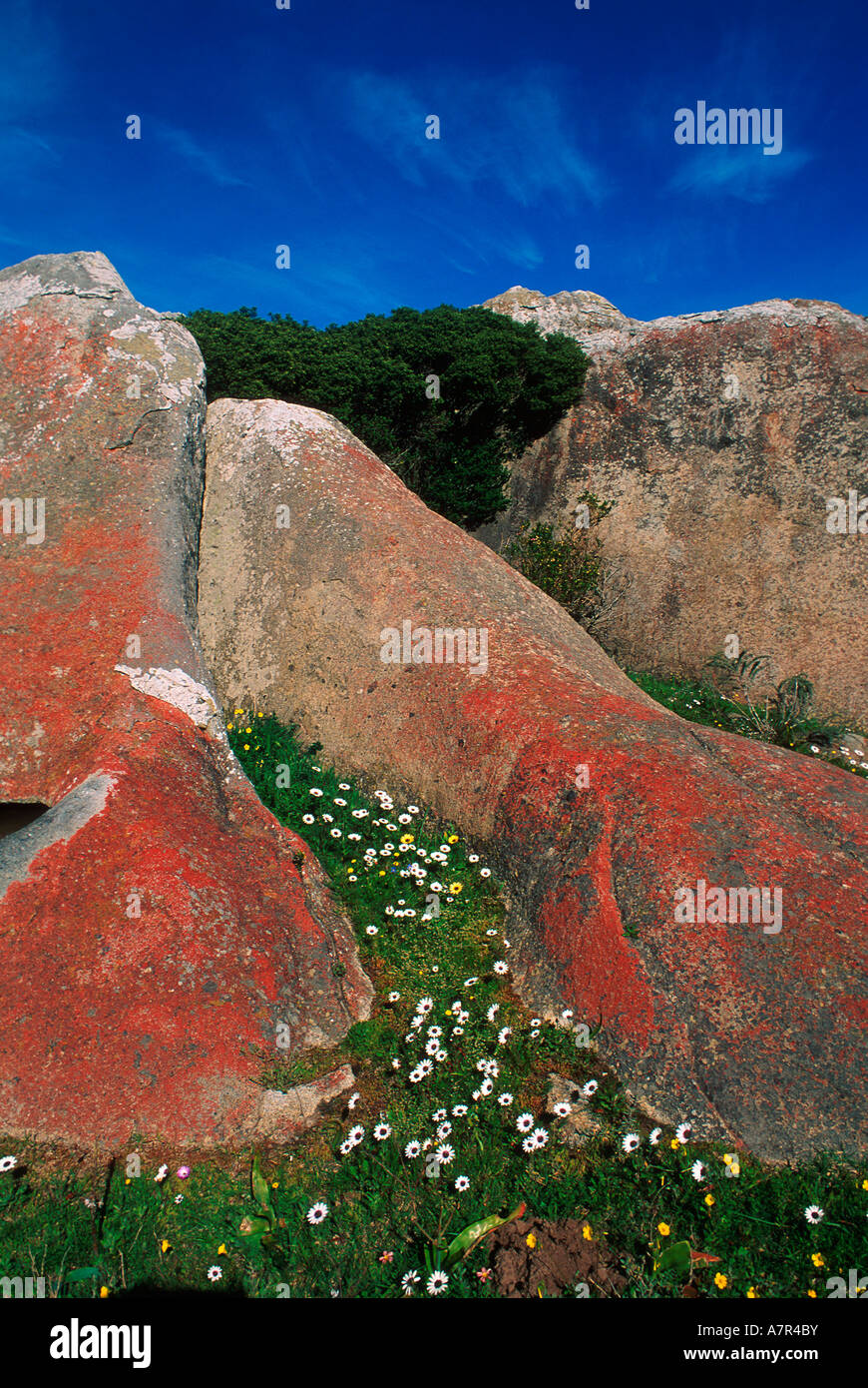 De plus en plus les pâquerettes dans une fissure entre deux grands blocs de roche Côte ouest de l'Afrique du Sud Banque D'Images
