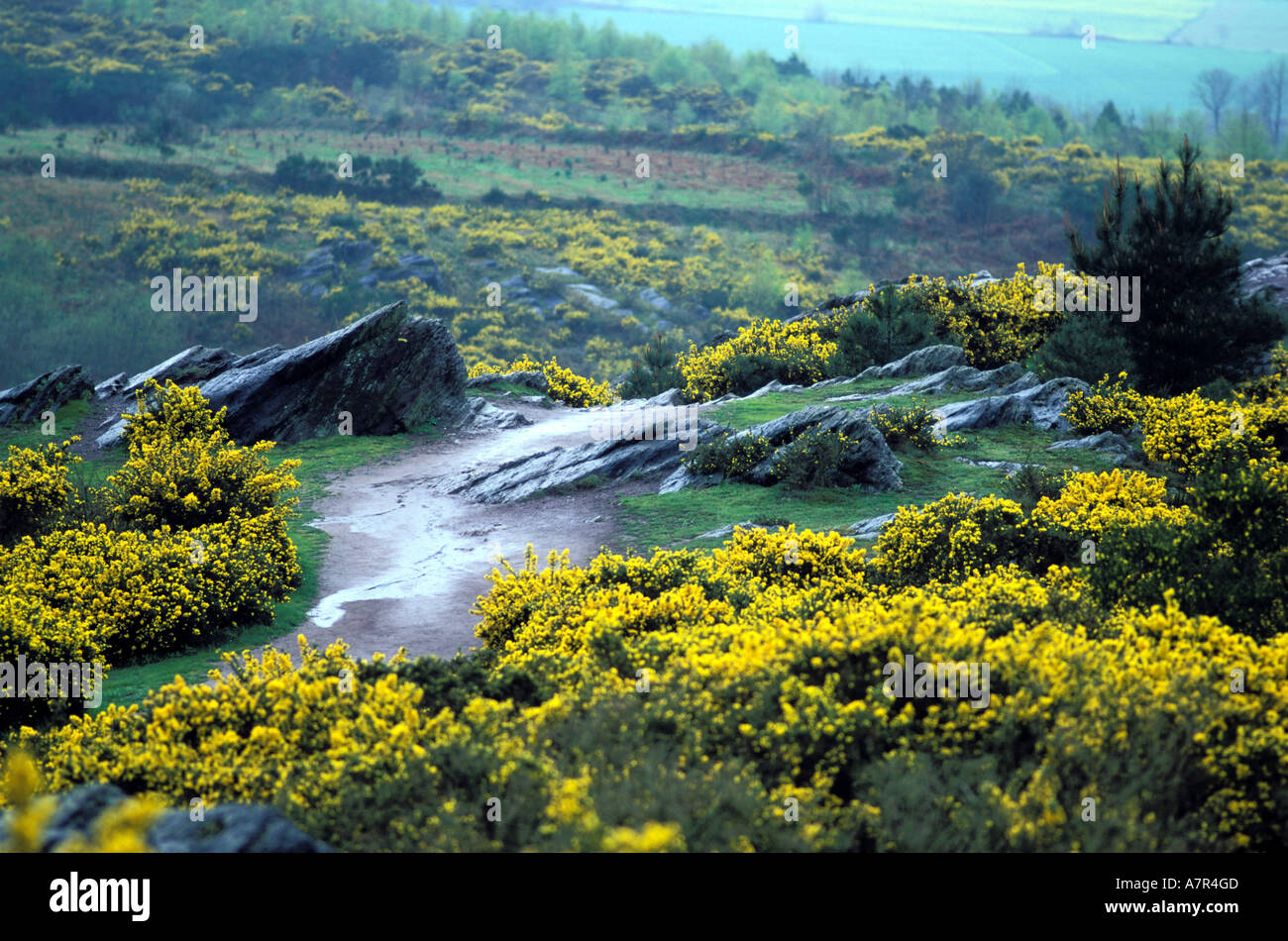 La France, de l'Ille et Vilaine, forêt Brocéliande, le val sans retour Banque D'Images