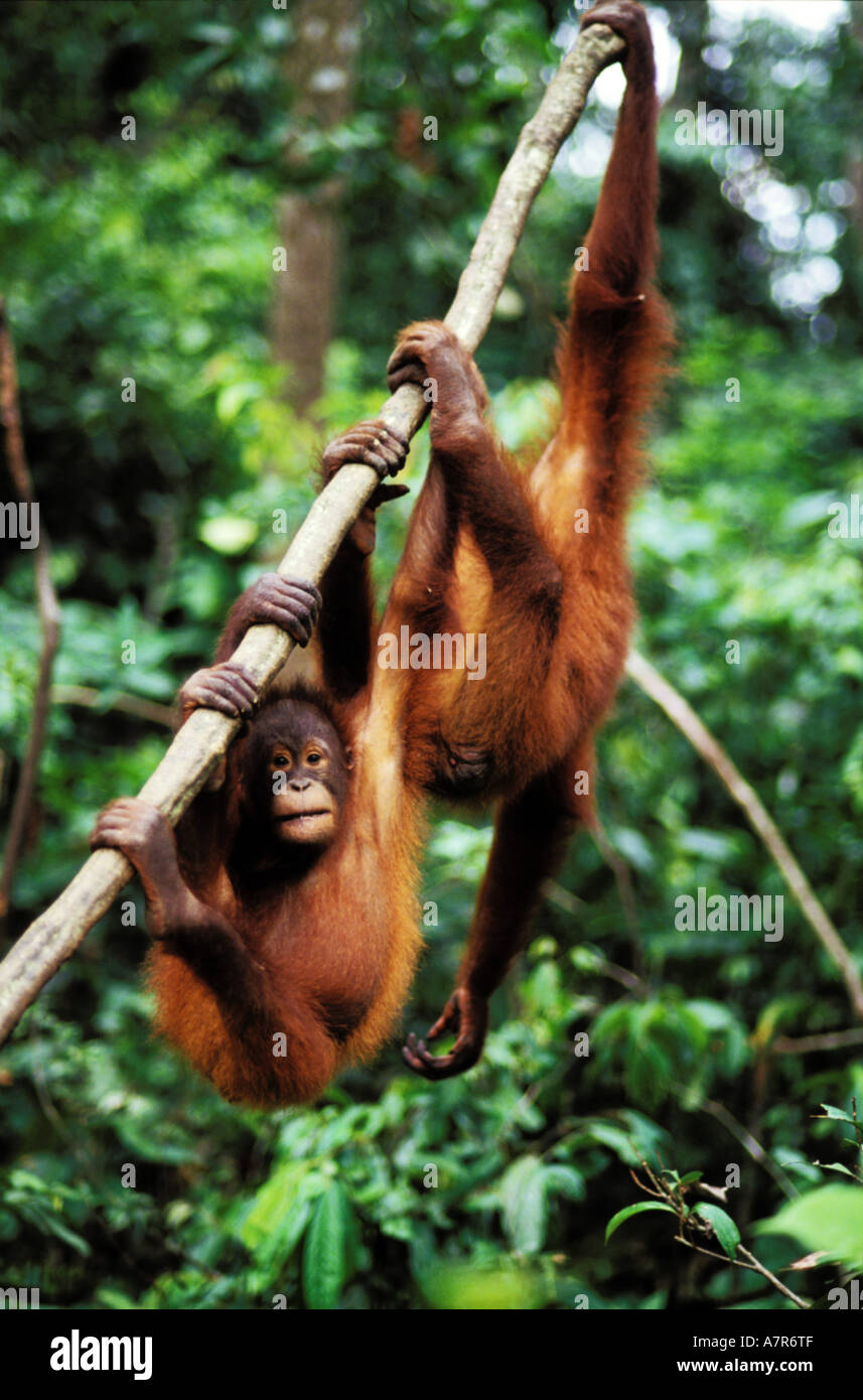 La Malaisie, l'île de Bornéo, Sabah, les singes, les orangs outans Banque D'Images