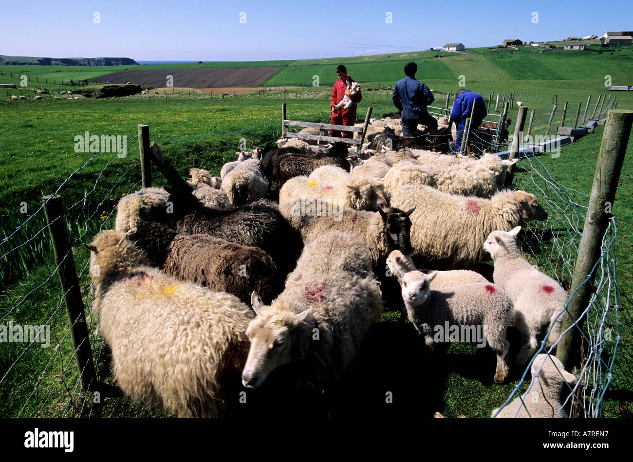 Royaume-uni, Ecosse, îles Shetland, au sud de la partie continentale de la côte ouest, la castration des agneaux près de Scousburgh Banque D'Images