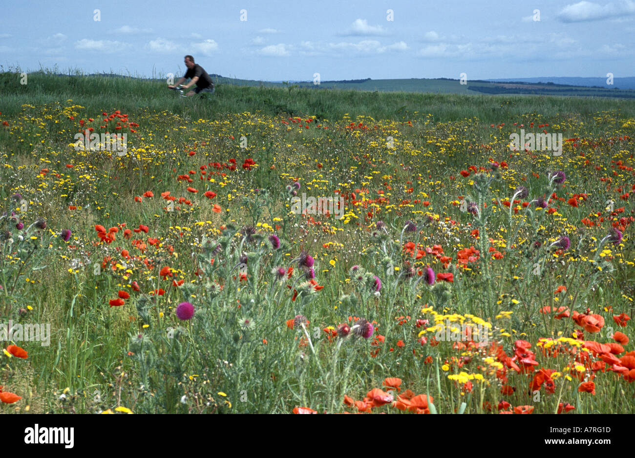Cycliste passant coquelicots et autres mauvaises herbes agricoles les agriculteurs dans un champ dans l'East Sussex en Angleterre Banque D'Images