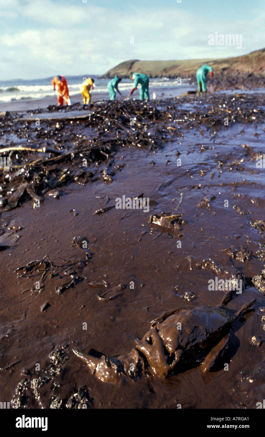 Huilé morts sur guillimot beach dans le sud du Pays de Galles après la marée noire du Sea Empress Banque D'Images