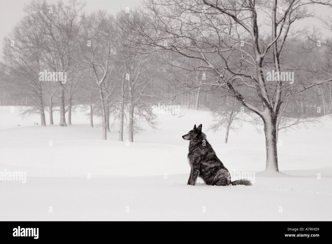 Paysage de neige à la tranquille avec chien de garde. Ethereal scenic avec zen-comme chien. Banque D'Images