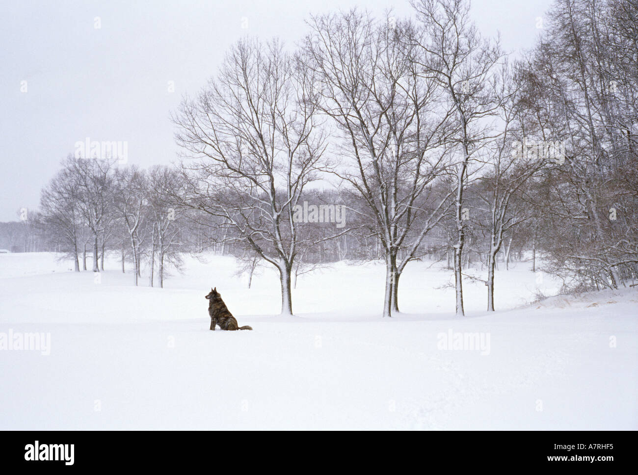 Paysage de neige avec chien Banque D'Images