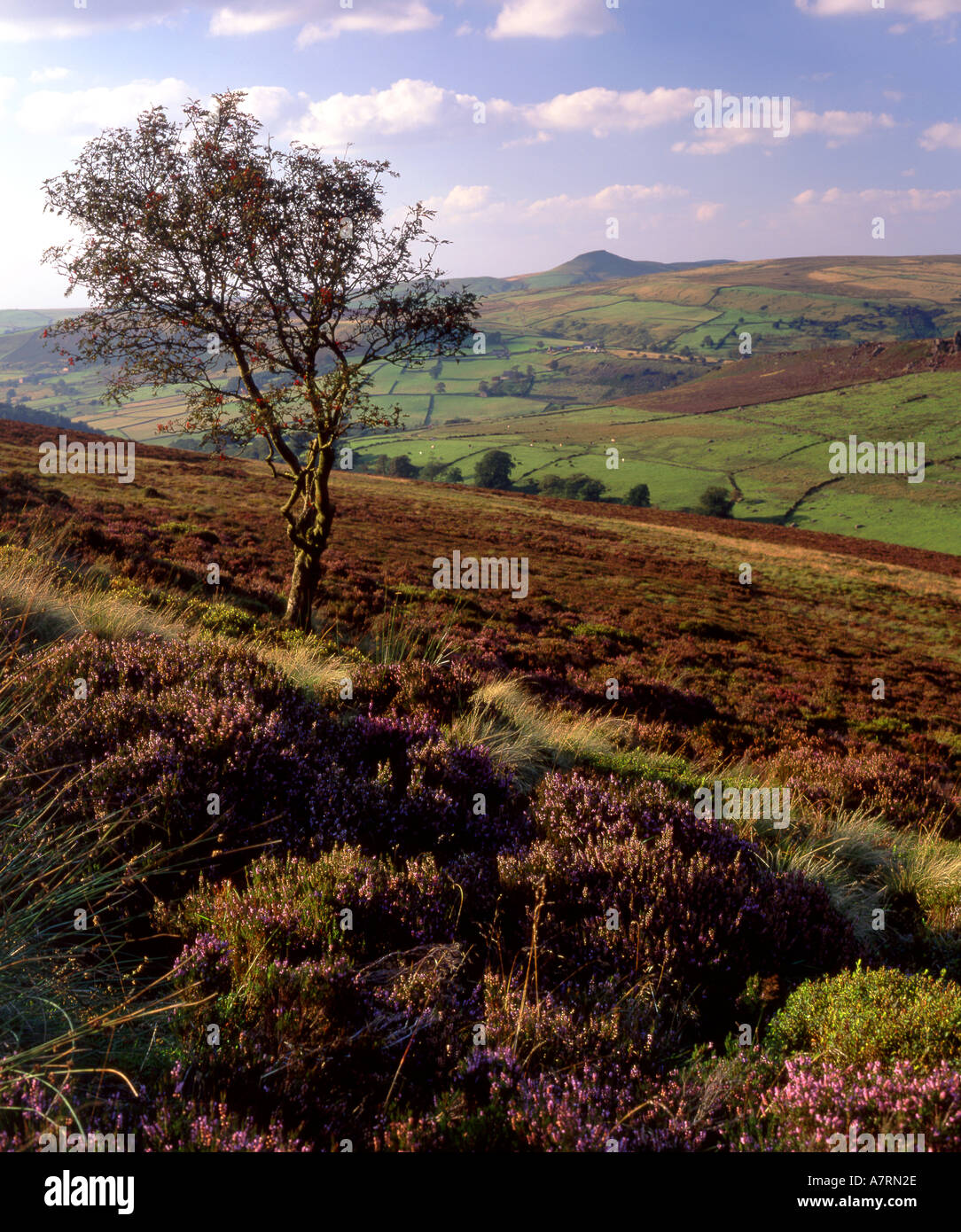 Le pic de Shutlingsloe vu de l'ensemble des cafards Roach Fin Staffordshire Parc national de Peak District UK Banque D'Images