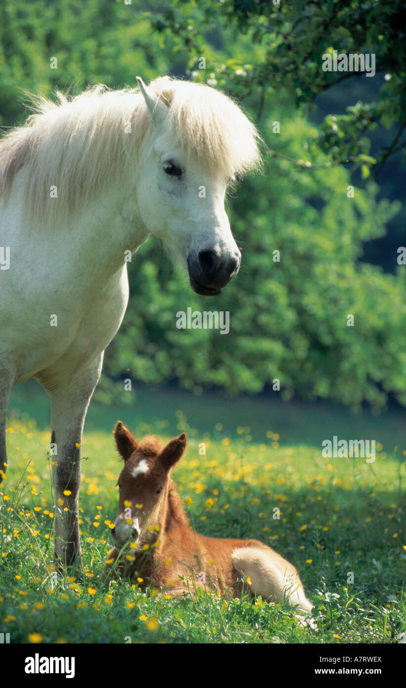 Cheval avec son poulain en champ buttercup Banque D'Images