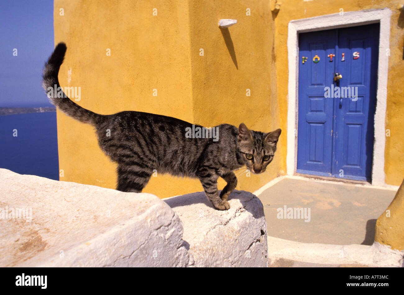 La Grèce, Îles Cyclades, sur l'île de Santorin cat Banque D'Images