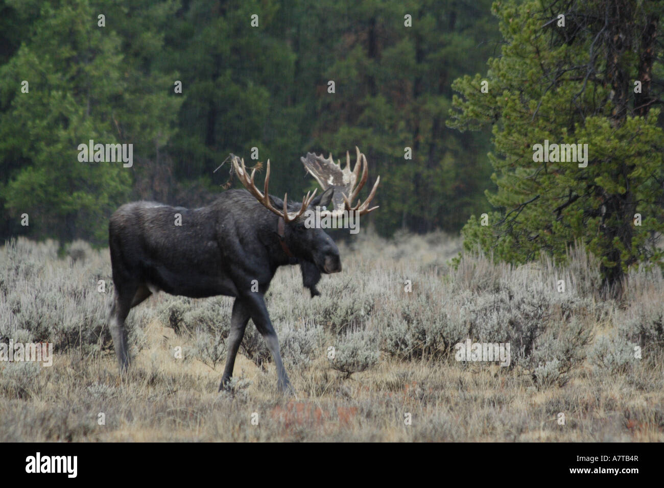 Big Moose sous la pluie Banque D'Images Big Moose sous la pluie Banque D'Images
