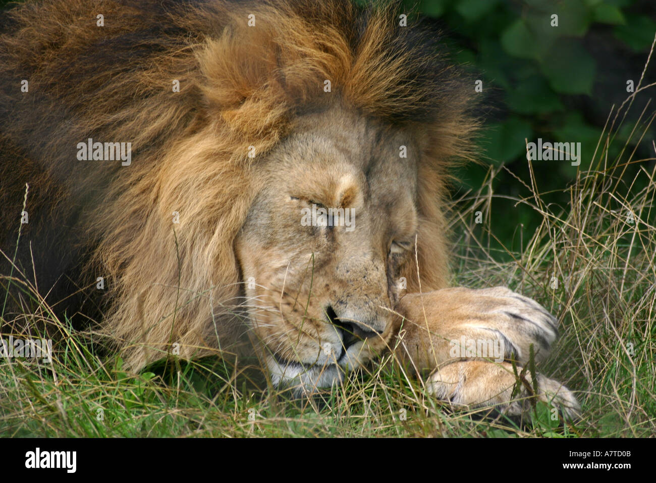 Lion endormi au Zoo de Chester Banque D'Images