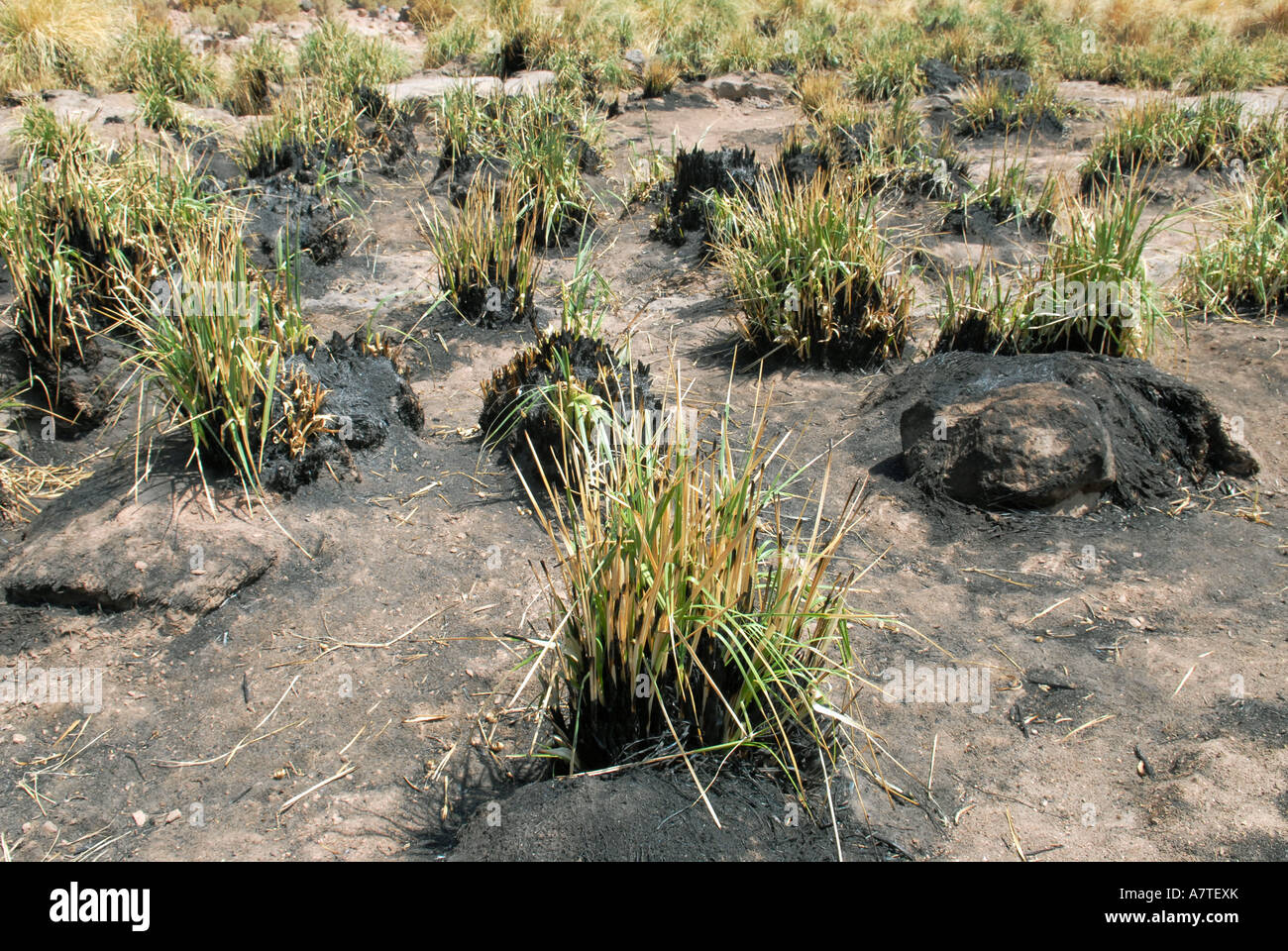 L'herbe de la vallée d'Atacama au Chili holocauste tufts Banque D'Images