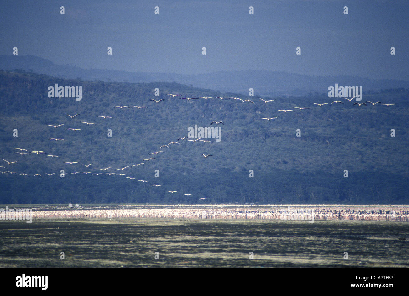 Écheveaux de pélicans blancs commençant à monter sur un thermique pour le vol vers le lac Elmenteita quitter le lac Nakuru Kenya Afrique de l'Est Banque D'Images