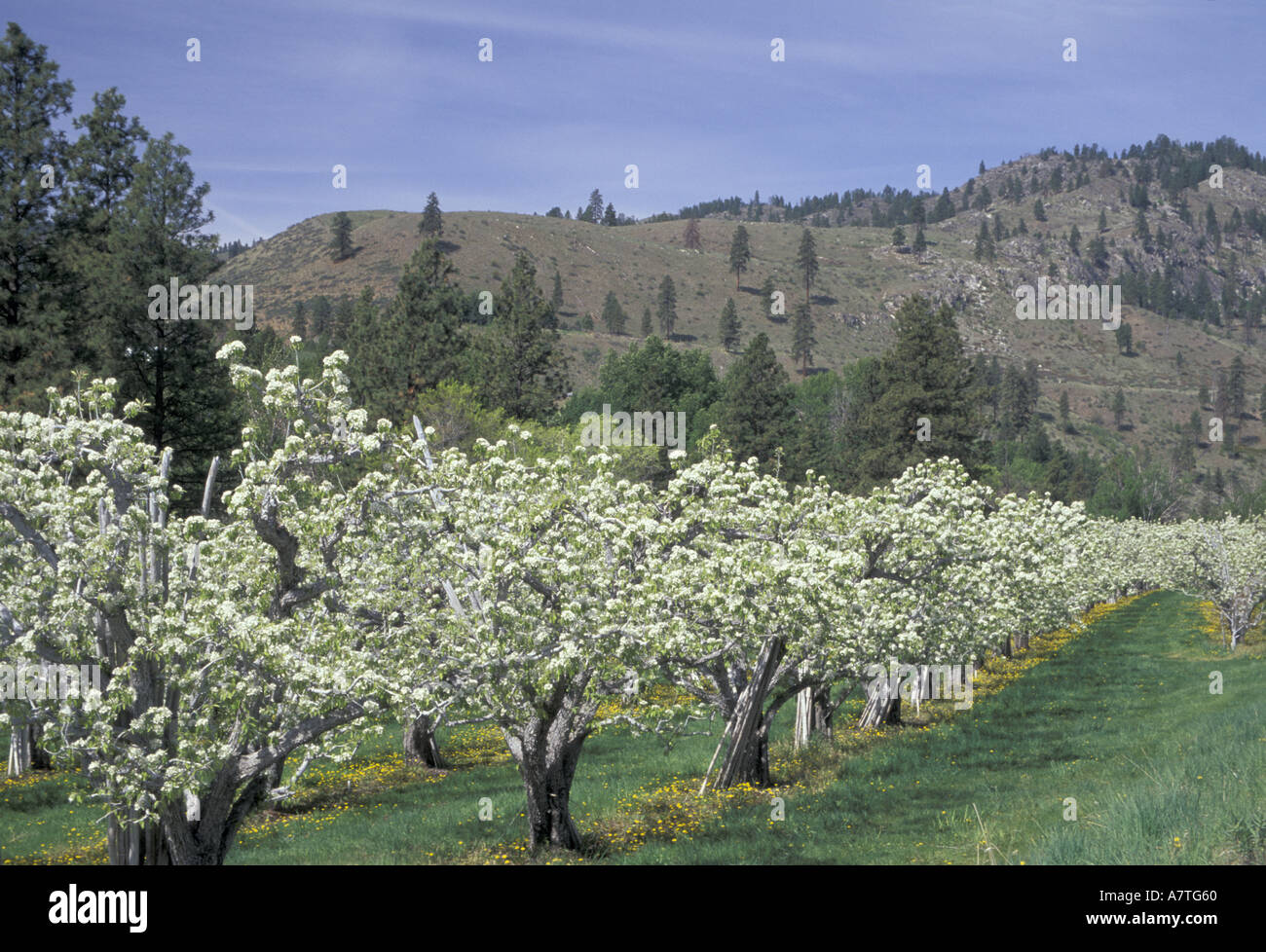 NA, USA, Washington, Twisp. Verger, arbres en fleurs dans la vallée de Methow Banque D'Images