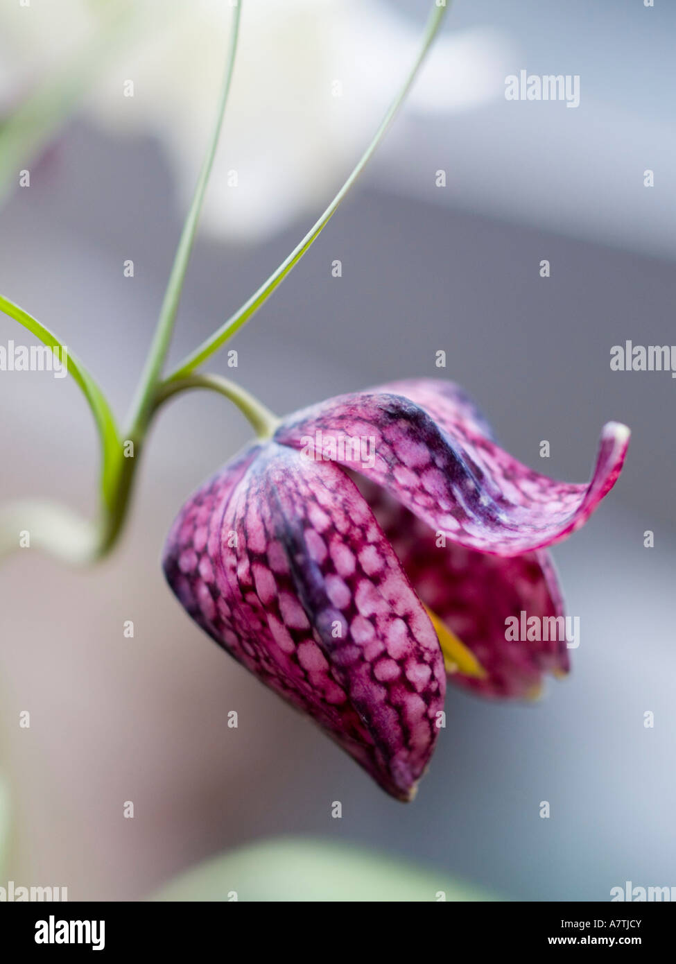 Close-up of Fritillaria Banque D'Images