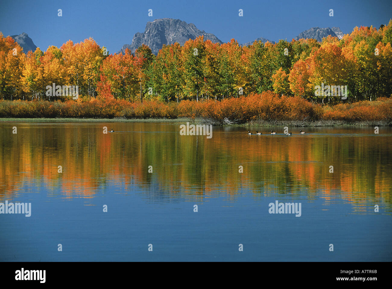 USA, Wyoming, Grand Tetons National Park à l'automne, Mt Moren, Oxbow Bend Banque D'Images