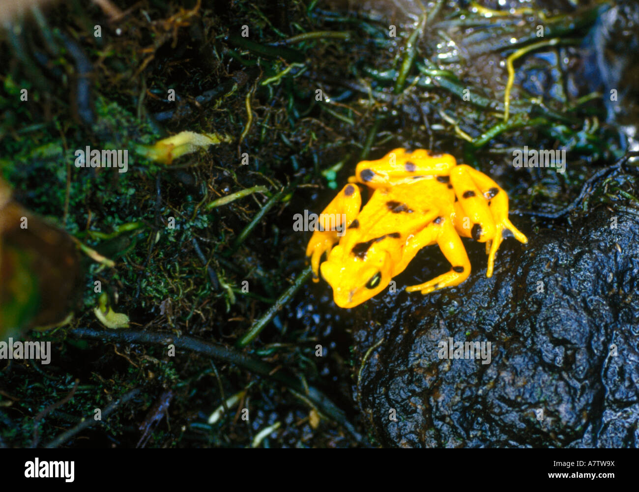 High angle view of golden frog panaméenne (Atelopus zeteki), îles San Blas, Panama Banque D'Images