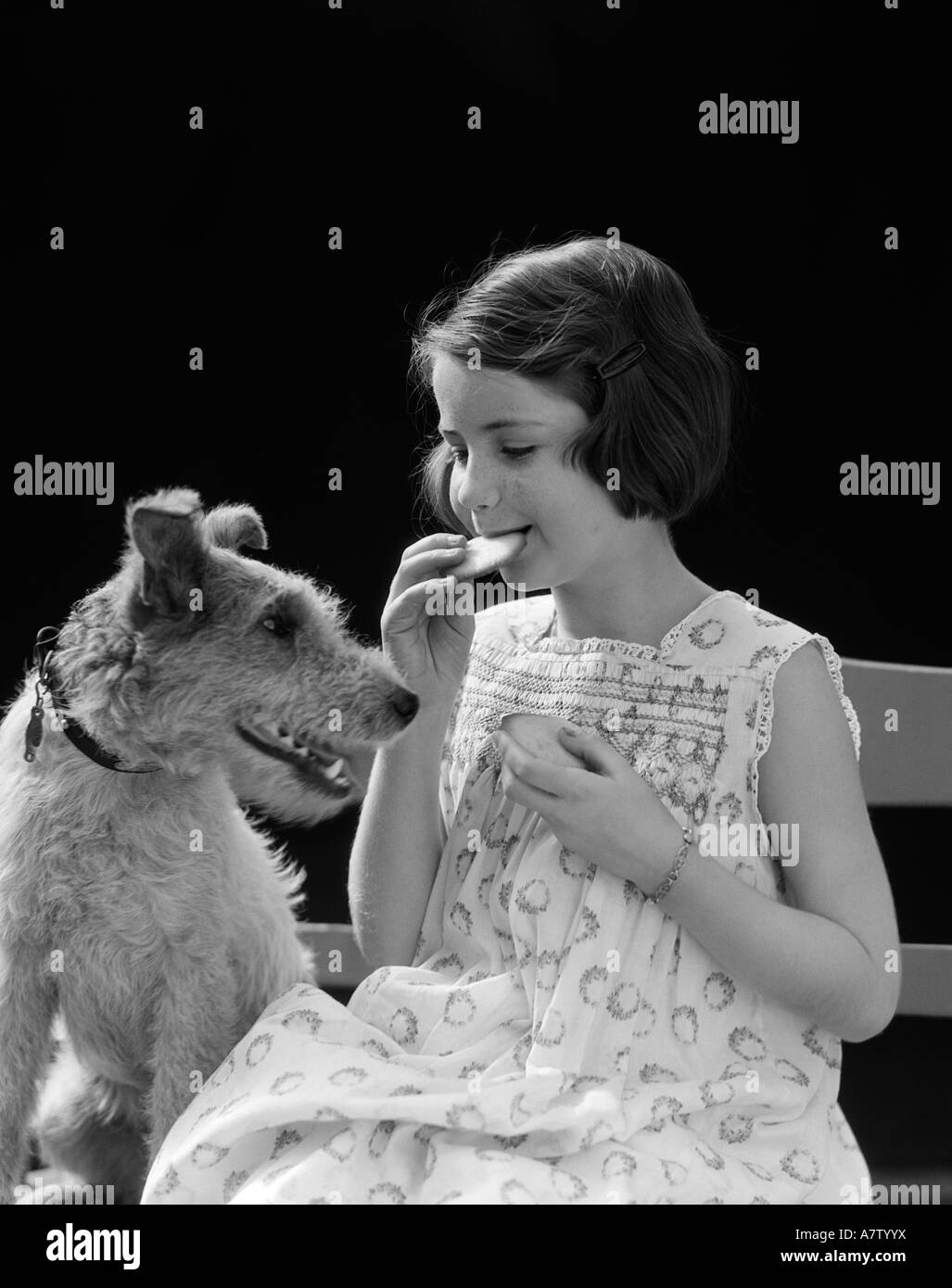 Années 1920 Années 1930 poil dur CHIEN TERRIER REGARDER YOUNG GIRL EATING COOKIE Banque D'Images