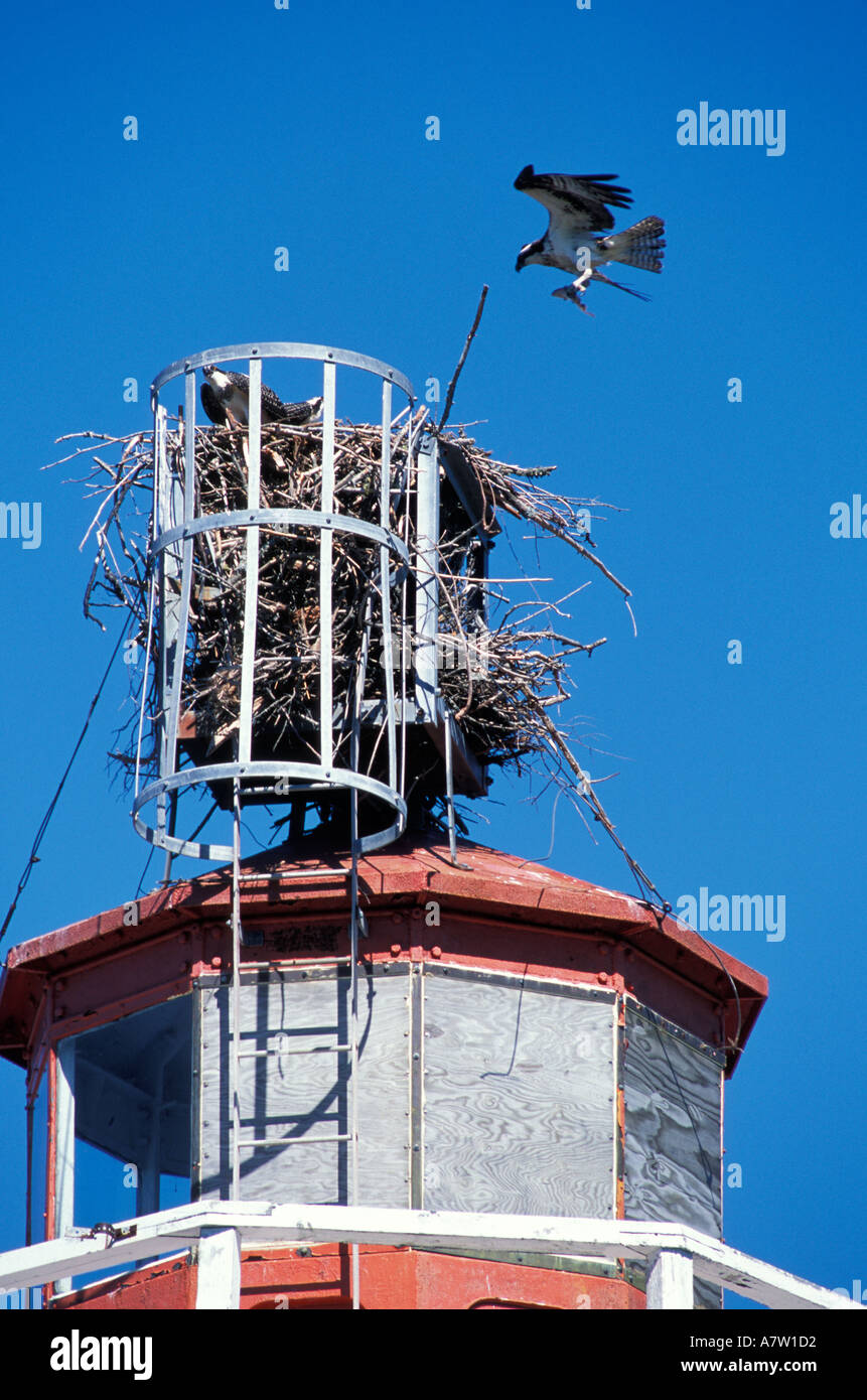 Phare du cap Jourimain avec osprey nichent sur ce Nouveau Brunswick Canada Banque D'Images