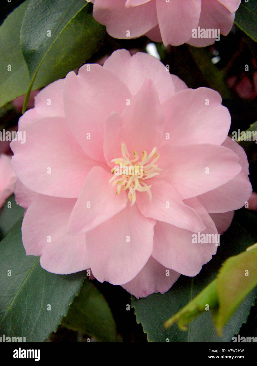 Japanese camellia (Camellia, le cultivar 'Spring Festival', Camellia Camellia japonica, Festival de Printemps Festival de Printemps, le camélia Banque D'Images