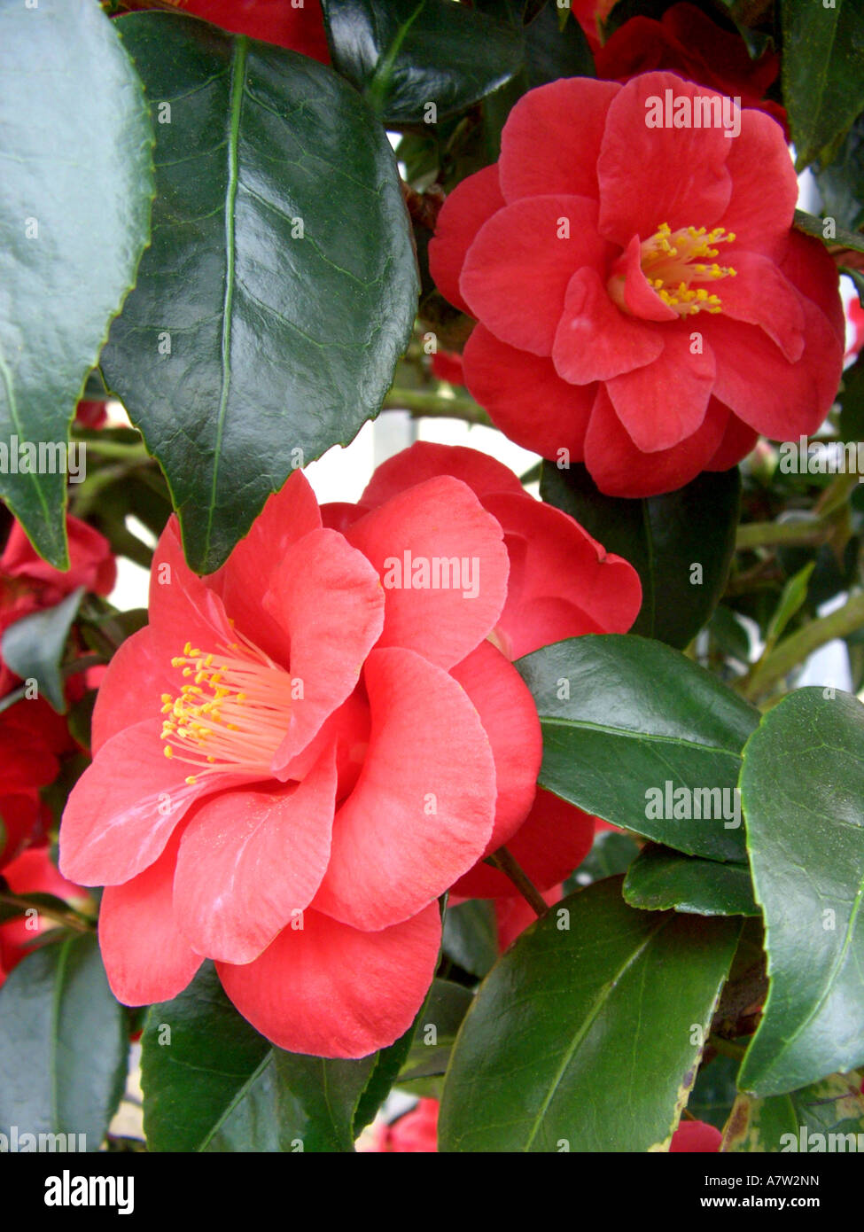 Camélia japonais, le cultivar (Camellia japonica, hybride), fleurs Banque D'Images