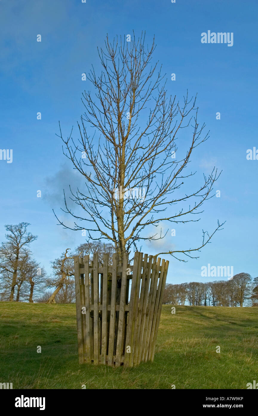 Un jeune arbre est protégé par une clôture en bois de cerfs Banque D'Images