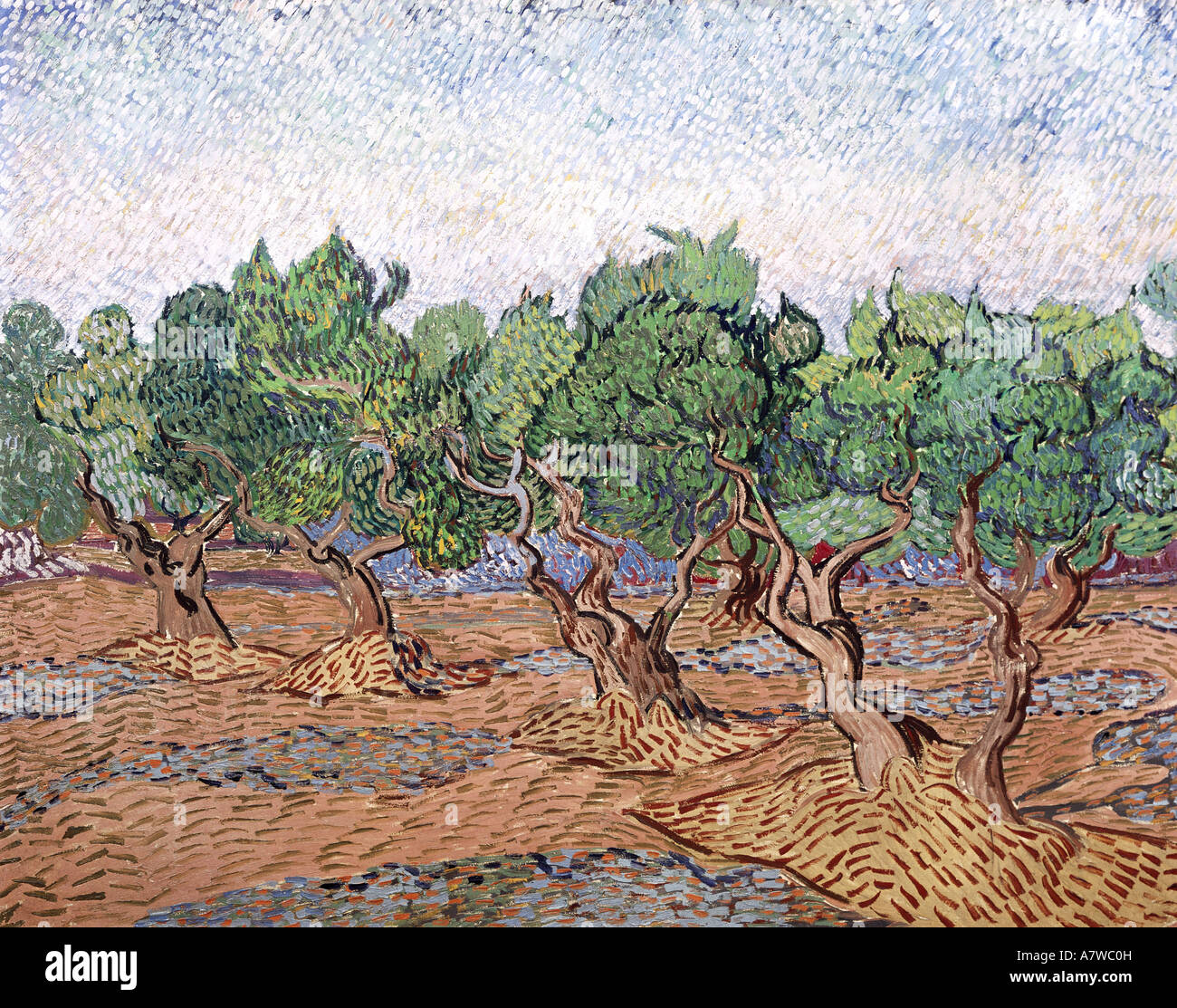 Beaux-arts, Vincent van Gogh (1853 - 1890), d'oliviers, ciel rose, peinture, Saint Remy, 1889 huile sur toile, 730 x 925 cm Rijksmuseum, Van Gogh, Amsterdam, , n'a pas d'auteur de l'artiste pour être effacé Banque D'Images