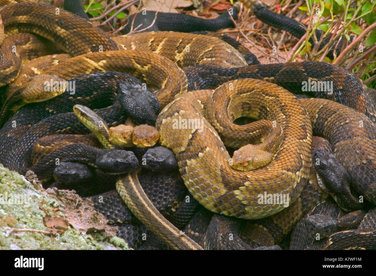 Le Crotale des bois (Crotalus horridus), en Pennsylvanie, les femelles gravides, pèlerin parmi les couleuvres rattlers Banque D'Images