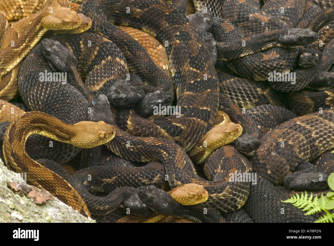 Le Crotale des bois (Crotalus horridus), en Pennsylvanie, les femelles gravides au soleil Banque D'Images