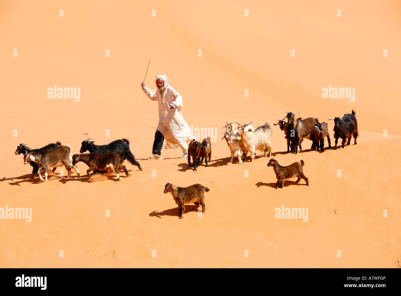 Les lecteurs d'éleveurs de chèvres sur le sable Erg Chebbi Merzouga Maroc Banque D'Images