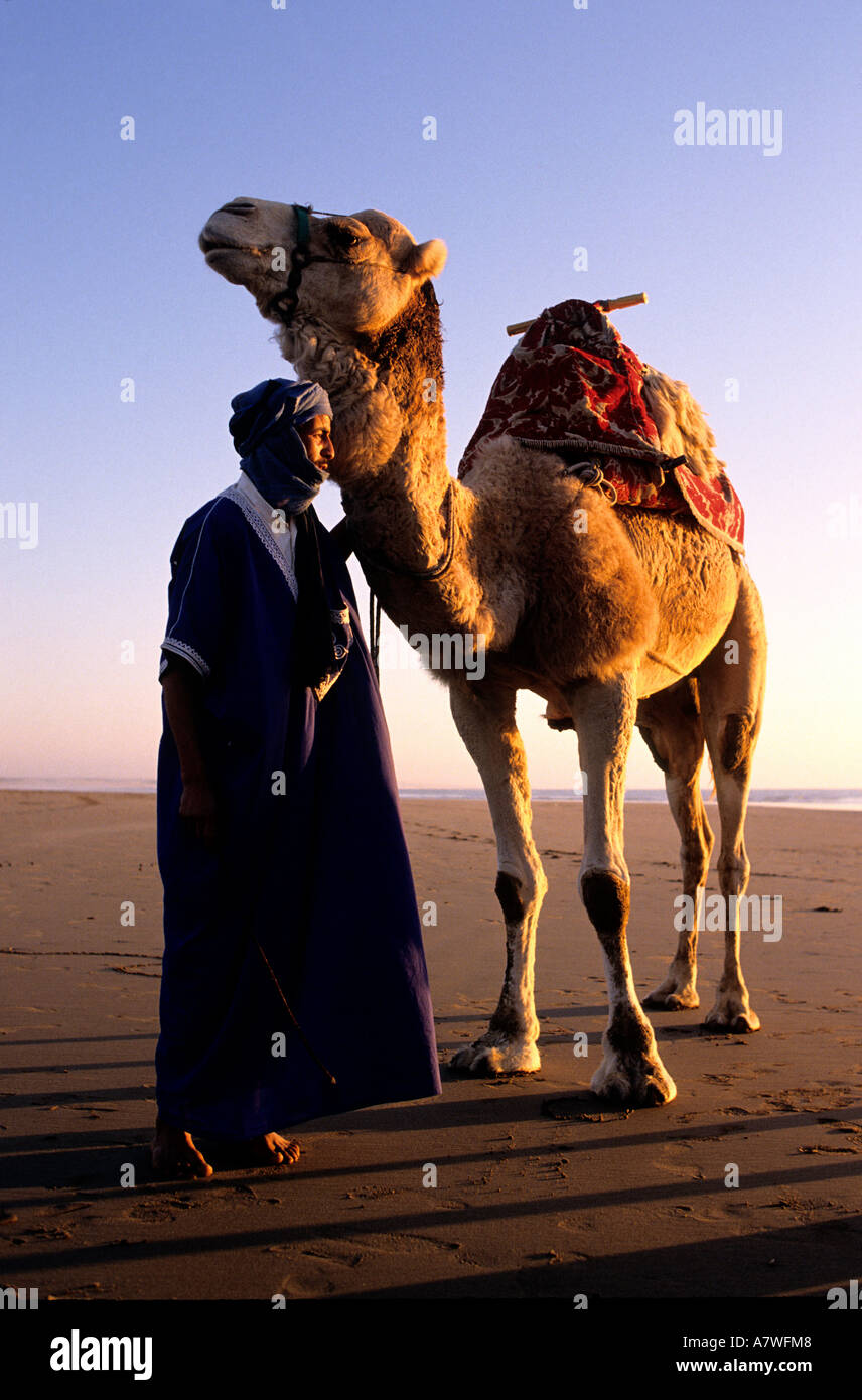 Maroc, Agadir, touaregs avec leurs dromadaires offrent des promenades sur la plage Banque D'Images