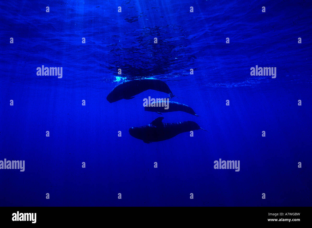 Hommes Femmes Jeunes et famille caractéristique de baleines pilotes Tenerife Banque D'Images