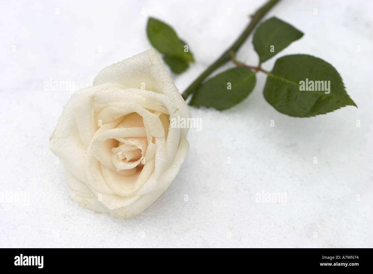 Fleur Rose blanche sur la neige Banque D'Images