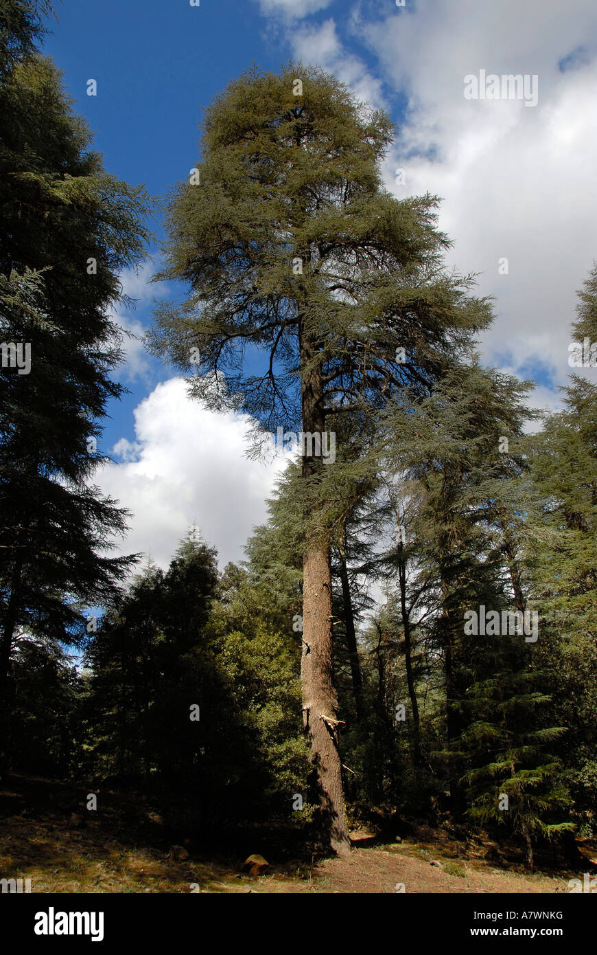 Grand arbre Cèdre de l'Atlas Cedrus atlantica dans la forêt Foret de Cedres Moyen Moyen Atlas Maroc Banque D'Images