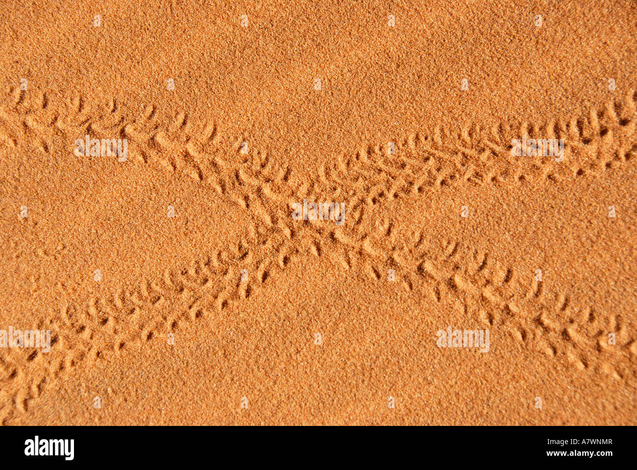 Les voies de coléoptères dans le sable crossing Erg Chebbi Merzouga Maroc Banque D'Images