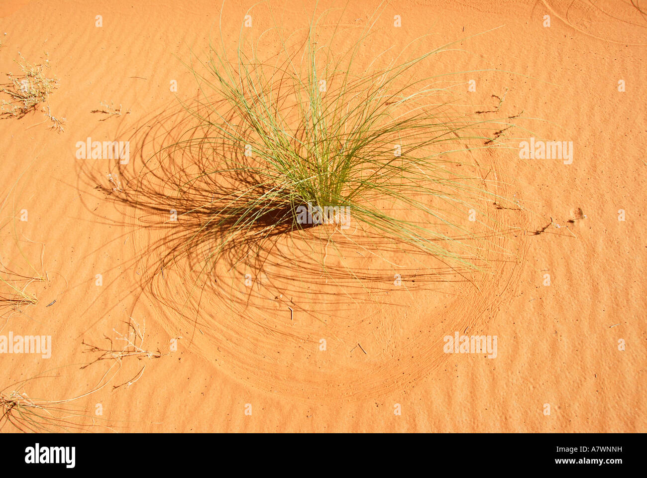 Bande d'herbe pousse dans le vent de sable attire l'round pattern Erg Chebbi Merzouga Maroc Banque D'Images