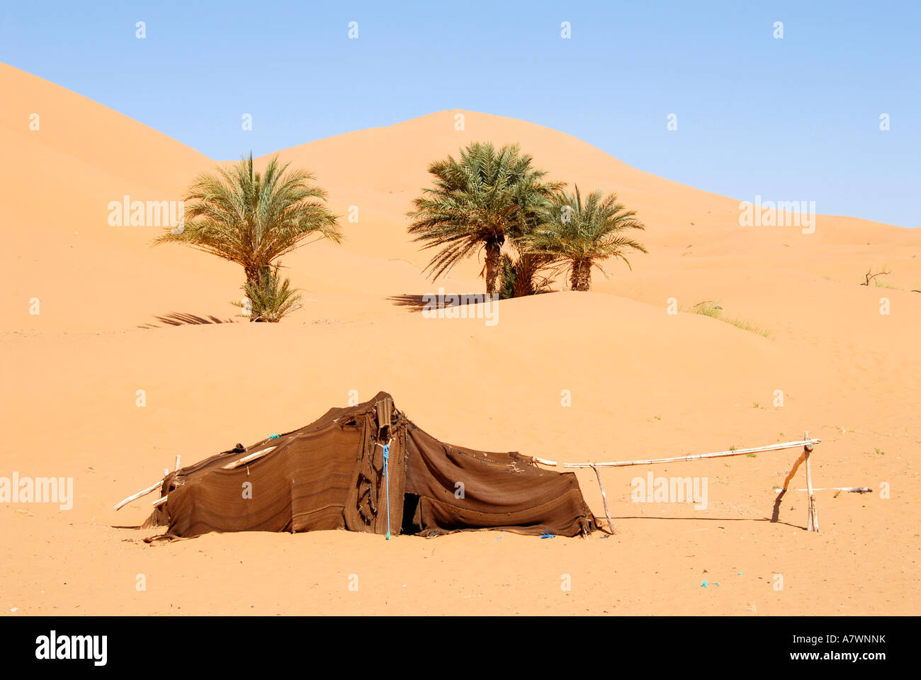 Les nomades éleveurs de tente avec des palmiers dans sanddune Erg Chebbi Merzouga Maroc Banque D'Images