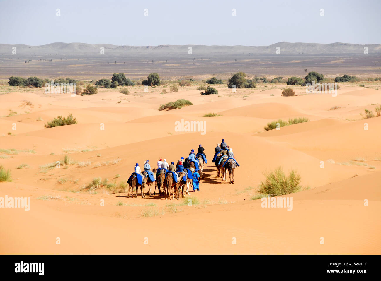 Groupe de touristes, des promenades en chameau à travers sanddunes Erg Chebbi Merzouga Maroc Banque D'Images