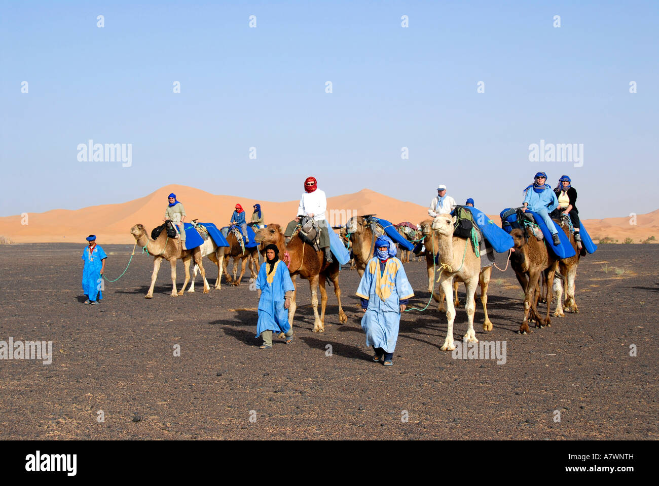 Groupe de touristes, des promenades en chameau à travers le désert de rochers plats reg serir avec sanddunes dans le fond de l'Erg Chebbi Merzouga Moro Banque D'Images