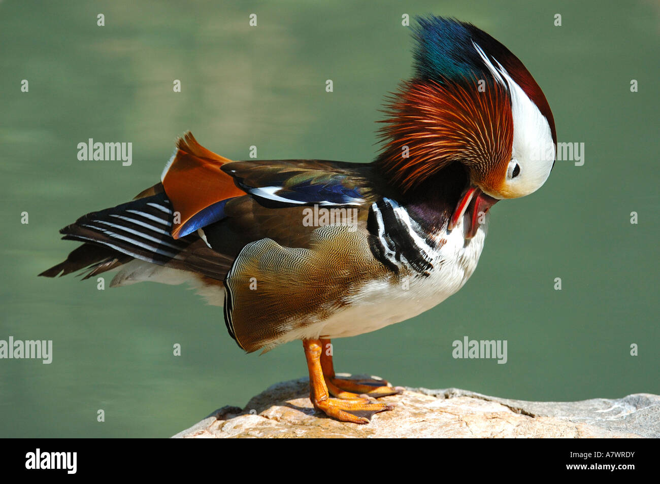 Homme Canard Mandarin Aix galericulata , Banque D'Images