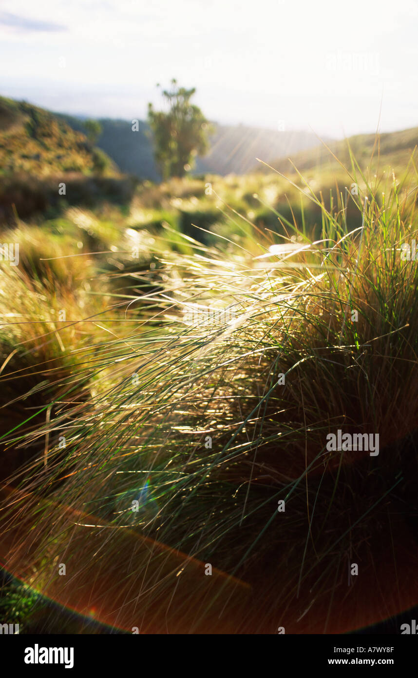 Close up of grass hillside Banque D'Images