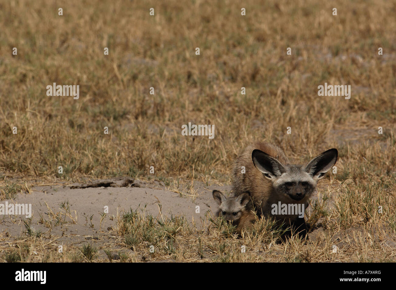 Bat-eared fox (Octocyon megalotis) Duba Plains. Delta de l'Okavango. Le BOTSWANA. L'Afrique australe. Banque D'Images