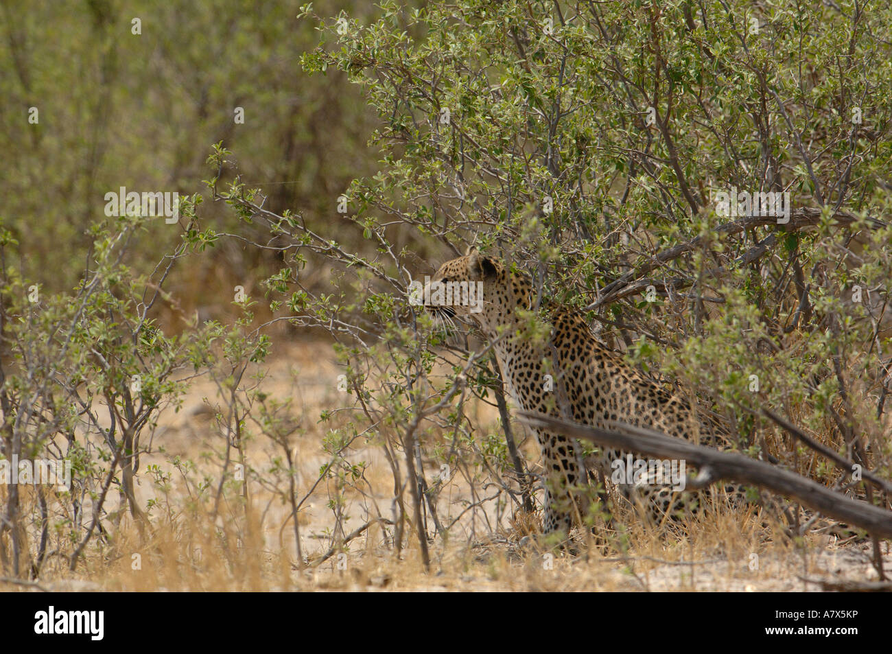 Leopard (Panthera pardus) Femelle. Mombo, Chef's Island. Delta de l'Okavango. Le BOTSWANA. L'Afrique australe. Banque D'Images